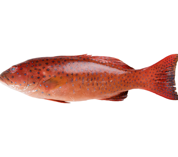 7 Star Grouper | Kerapu Merah | 七星斑 600g - 5.00kg