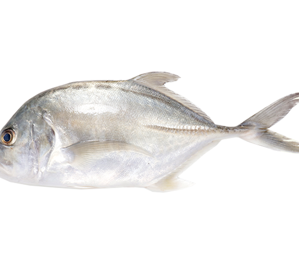 Bigeye Trevally | Ikan Nyok - Nyok | 白鱼 甘过 600g - 1.00kg