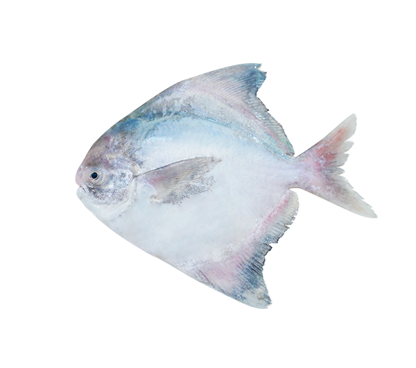 Chinese Pomfret | Bawal Tambak | 斗底鲳 500g - 1.30kg