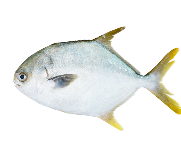 Golden Pomfret | Bawal Emas | 金鲳 600g - 1.15kg