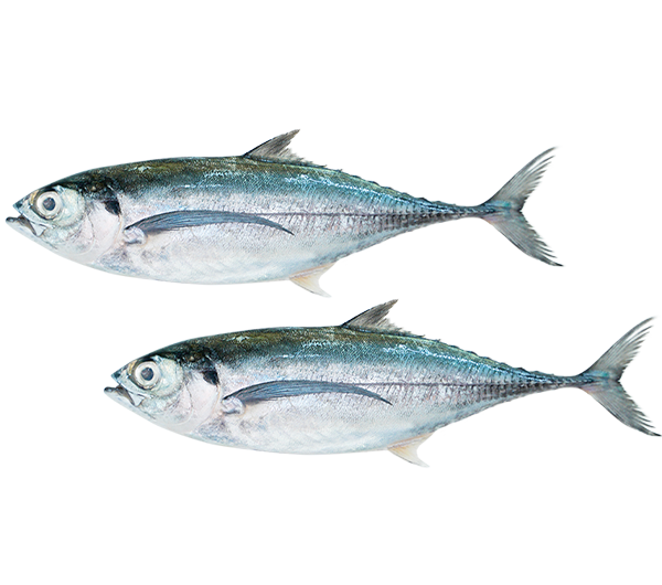 Hardtail Scad | Ikan Cencaru | 硬尾鱼 3/5