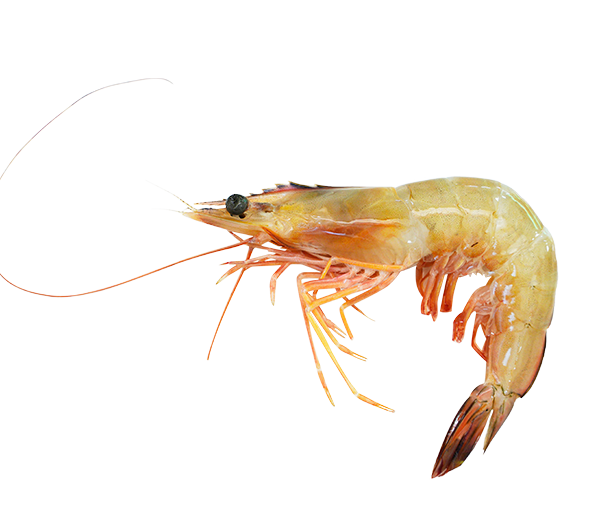 Wild Ming Prawn | Udang Kertas Liar | 野生明虾 31/40 HOSO (L)