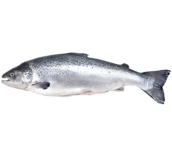 Norwegian Salmon Trout | 挪威三文鱼鳟鱼 4.00kg - 5.05kg (Fillet | 厚片)