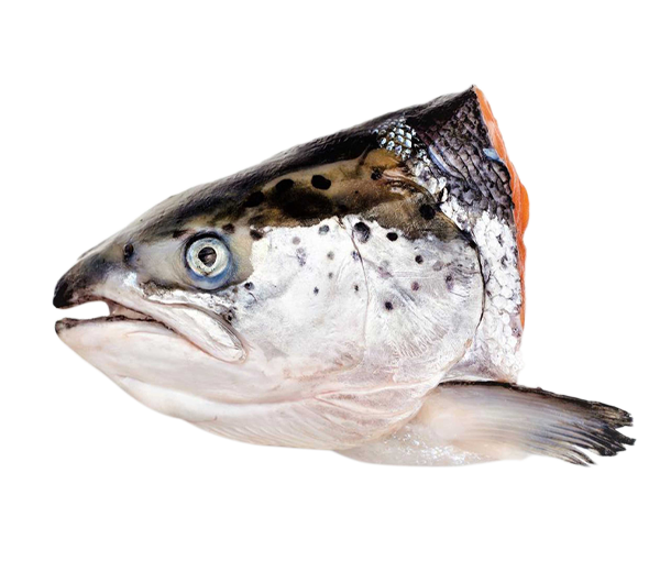 Norwegian Salmon Trout | 挪威三文鱼鳟鱼（Head | Kepala | 头)