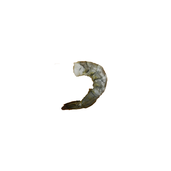 Vannamei Prawn | Udang Vannamei | 灰虾 16/20 (Tail On | Dengan Ekor | 留尾) (XXL)