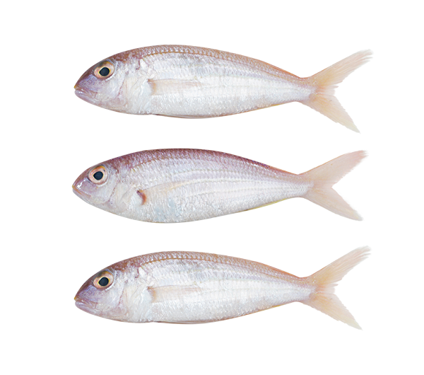 Rosy Threadfin Bream | Ikan Kerisi | 红哥里 8/10