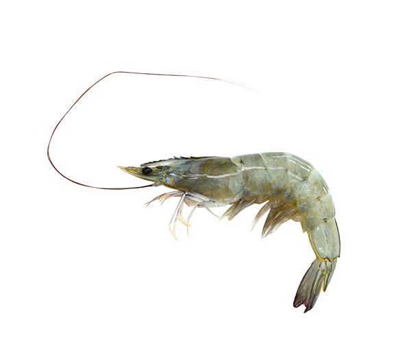 Vannamei Prawn | Udang Vannamei | 灰虾 26/30 HOSO (XL)