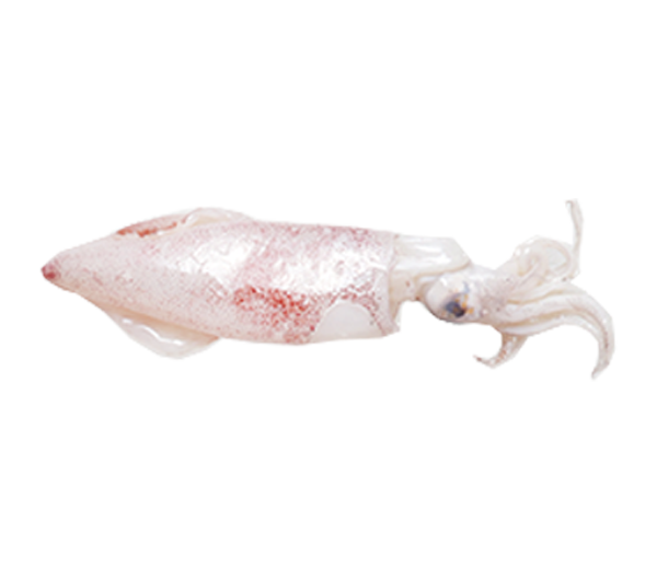Squid | Sotong | 乌贼 2"-4+" (S)