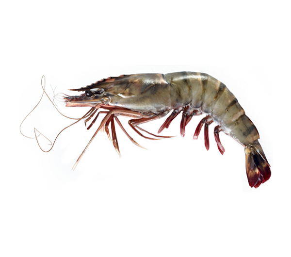 Tiger Prawn | Udang Harimau | 虎虾 31/35 HOSO (L)