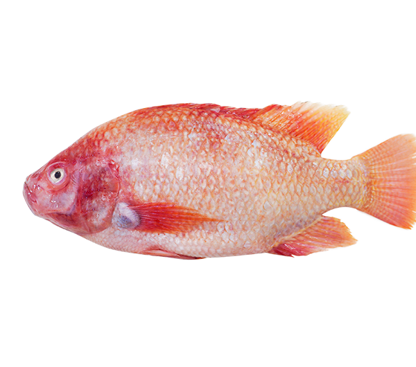 Tilapia | 红非洲 600g - 1.40kg