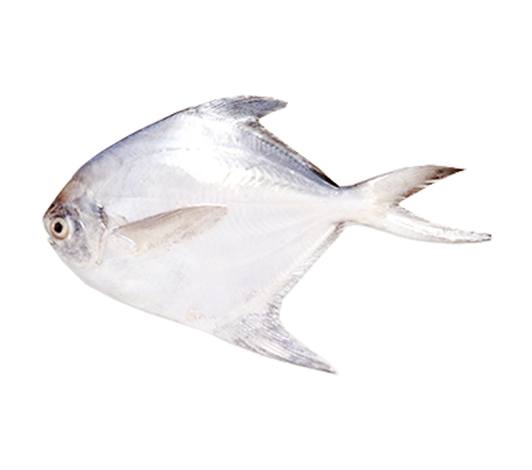 White Pomfret | Bawal Putih | 白鲳 300g - 399g (L)