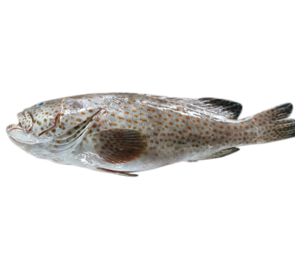 Wild Grouper | Kerapu Liar | 野生石斑 1.60kg - 2.95kg (Half-Fillet | Setengah-Filet | 半鱼厚片)