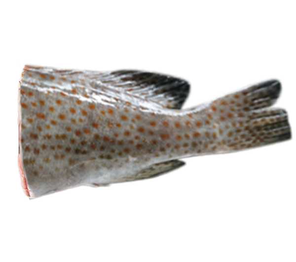 Wild Grouper | Kerapu Liar | 野生石斑 (Bones | Tulang | 骨骼)