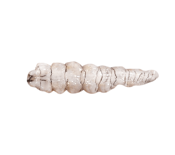 Prawn Head & Shell