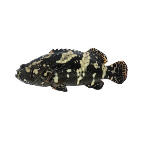 Dragon Tiger Grouper | Kerapu Naga | 龙虎斑 800g - 1.60kg