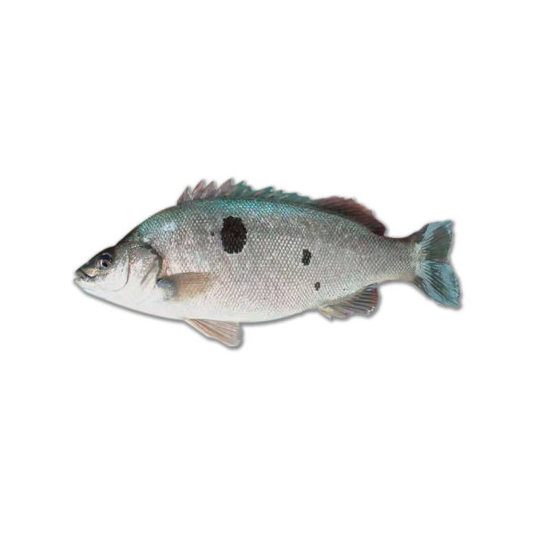 Jade Perch | Ikan Puyu | 宝石鲈 400g - 950g