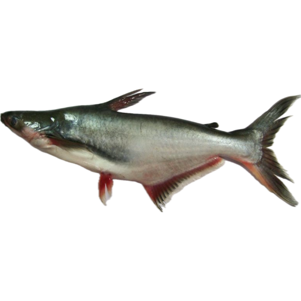 Patin Buah | 野果巴丁 1.00kg - 1.90kg (Live | Hidup | 活)
