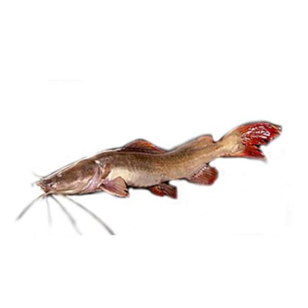 Redtail Catfish | Baung Merah | 红尾虎 800g - 1.60kg (Live | Hidup | 活)