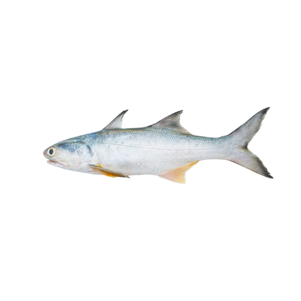 Senangin | Mayao | 马友鱼 400g - 1.95kg (M)