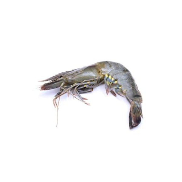 Tiger Prawn | Udang Harimau | 虎虾 16/20 HOSO (XXL)