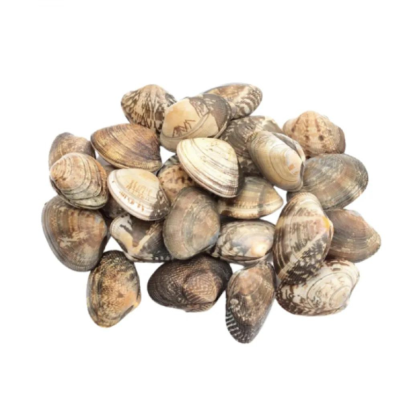 Asari Clam | 花蛤啦啦 30/40