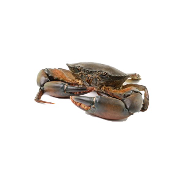 Indonesian Mud Crab | Ketam Indonesia | 印尼螃蟹 (Live | Hidup | 活)