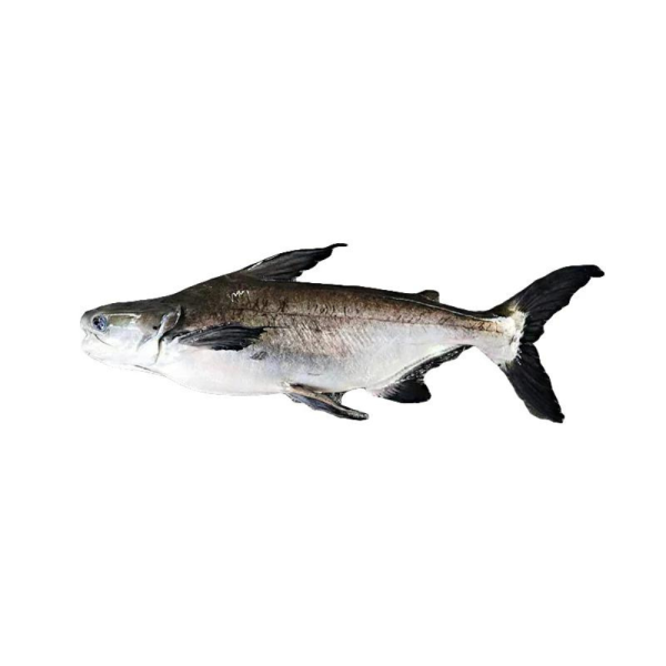 Patin Tinggi | 高旗 800g - 1.60kg (Live | Hidup | 活)