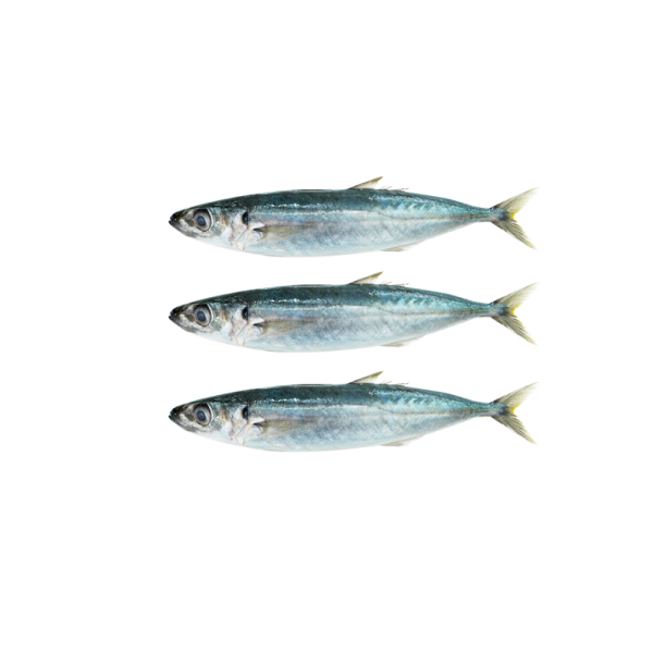 Sardine | Sardin | 沙丁鱼 10/12