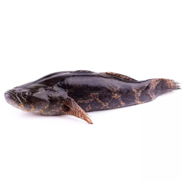 Wild Soon Hock/Marble Goby | Ikan Ketutu Liar | 野生笋壳鱼 900g - 2.00kg (Live | Hidup | 活) (Malaysia)