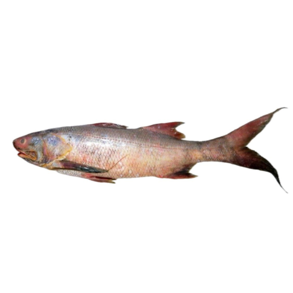 Wild Threadfin | Kurau | 顺丰鱼 3.00kg - 9.00kg (Fresh | Segar | 新鲜)