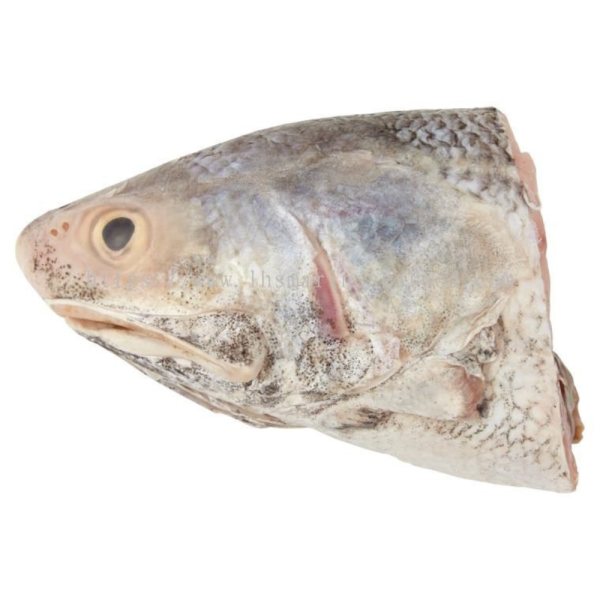 Wild Threadfin | Kurau | 顺丰鱼 (Head | Kepala | 头)