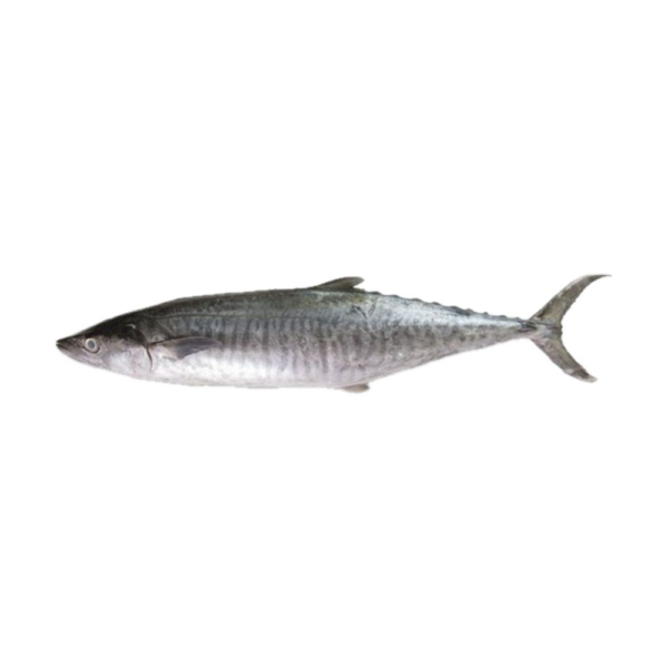 Narrow Barred Spanish Mackerel | Tenggiri Batang | 竹交 2.00kg - 5.00kg (Cutlet | Kepingan | 切块)