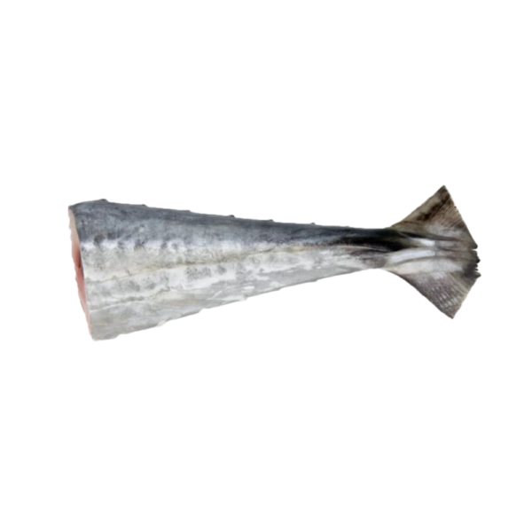 Narrow Barred Spanish Mackerel | Tenggiri Batang | 竹交 (Tail | Ekor | 尾巴)