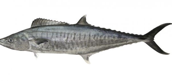 Spotted Spanish Mackerel | Tenggiri Papan |马鲛鱼  1.95kg - 3.95kg